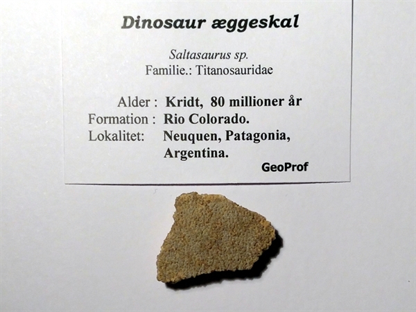 Dinosaur æggeskal