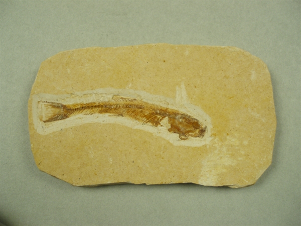 Fossil fisk, 120 millioner år.