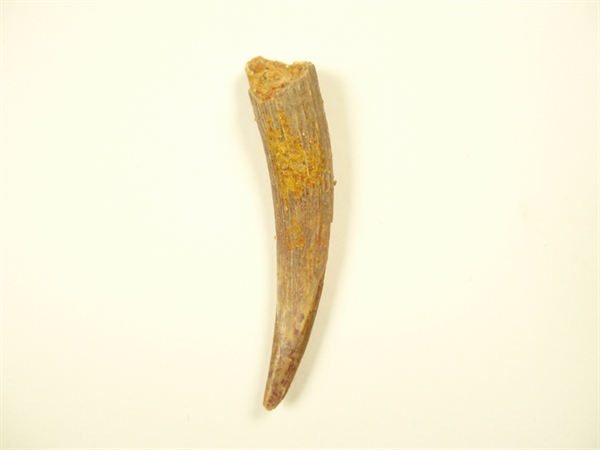 Flyveøgle / Pterosaur